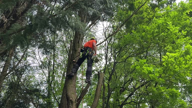 How Our Tree Care Process Works  in Ballenger Creek, MD